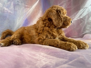 F1b Male Mini Goldendoodle Pup for Sale DOB 9-3-2023 $1200